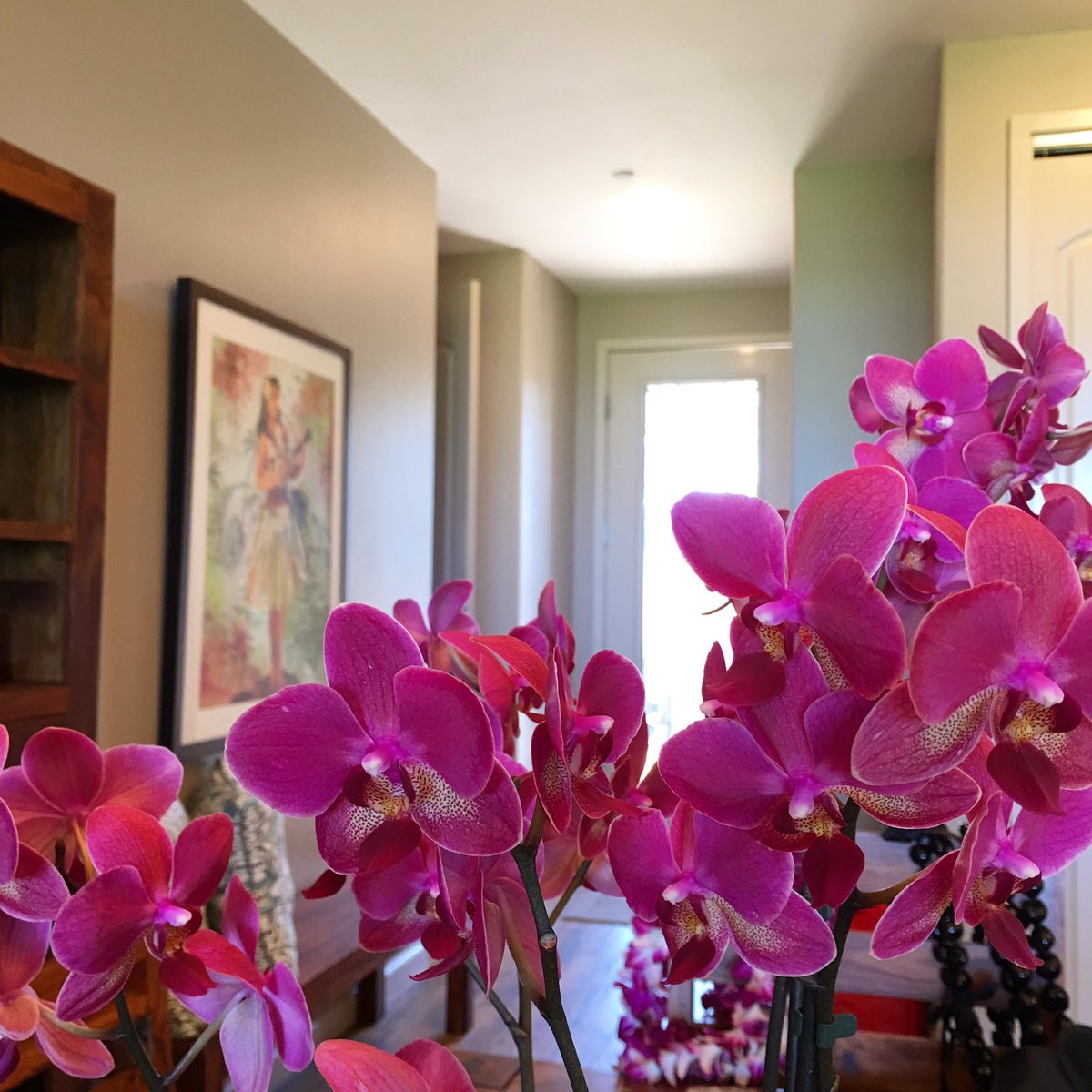 mauiactcon's tweet photo. Orchids welcome guests at this luxury Villa in Kihei. #mauiluxury #mauivilla https://t.co/VUantRWp8g