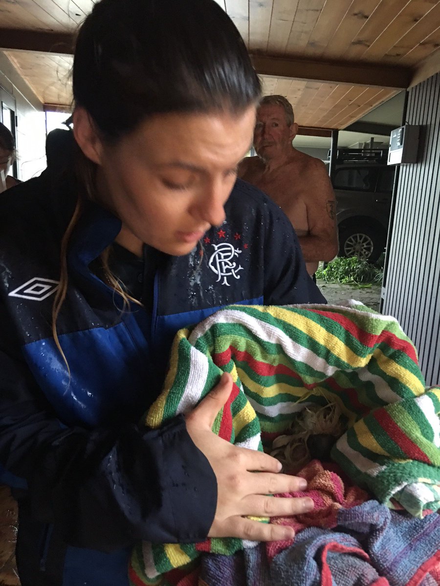 CJ_Ando's tweet photo. Cocky stripped of feathers by #CycloneDebbie rescued by @tsv_bulletin photog Alix Sweeney and wildlife carer called. https://t.co/aqI2MCW3T2 https://t.co/7BPCUDsPQi