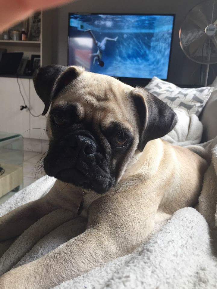 KingEdVIISchool's tweet photo. #RedCommunity Help us find Fudge @KingEdVIISchool hostel pug pup taken Sun in StPatrickRd! PlseHelp #findFudge @2407ddw @Croz0 RT #reward https://t.co/AVWAkRFwQ1