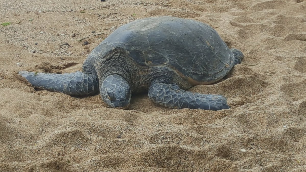 MauiPlanning's tweet photo. #seaturtle #Maui #Hawaii #endangered
 Checkout my 600 plus videos of Maui
Click https://t.co/bdlUudNMX6 
Please #retweet and #Subscribe https://t.co/dIslcrGGjI