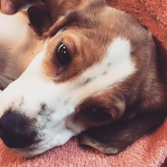 Shelbydresche's tweet photo. I hope wherever this cute little pup went he's not missing his auntie too much.. 😩😭 #tears #pleasefindhim https://t.co/57TVHMq7pt