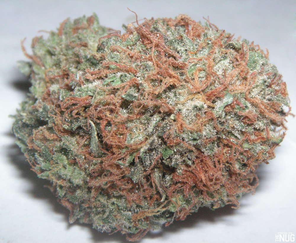 Society_420's tweet photo. | Bubba Kush | Hybrid (Indica Dominant) | Bubble Gum x Kush | #DailyStrain | #LegalizeCannabis | #TrippyVisuals | #MakeAmericaDankAgain | https://t.co/zBohe2iaVf