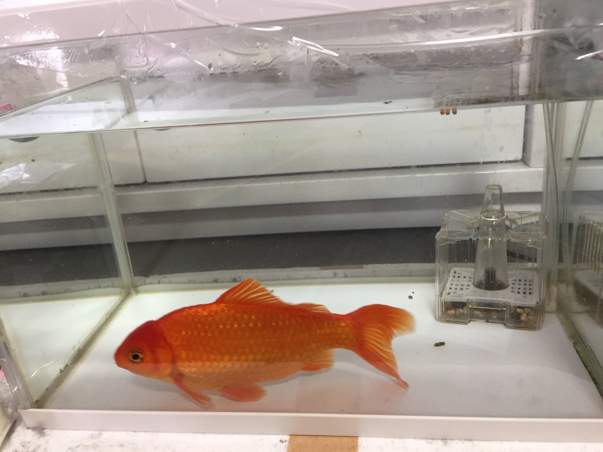 Haru249 朝から金魚 とメダカの水槽洗い メダカは冬眠してたから放ったらかしてたので苔が酷かった メダカの姿を確認したら春が来たなぁって感じ それにしても金魚がまた大きくなった様な 水槽から出す時暴れるから大変なんだけど たまに見つめてき