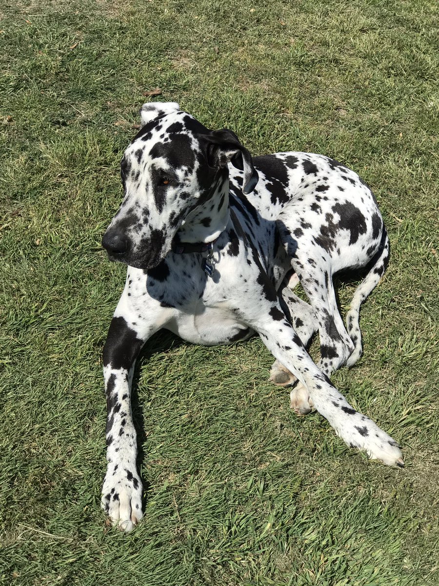 DavidHenrySMU's tweet photo. Patton Chilling #greatdanes #statusjet #jetguy https://t.co/Gam3vNaAVg