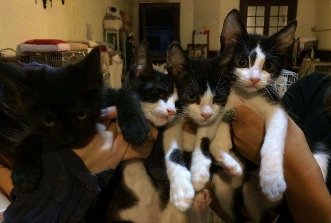 Cerramos el día con este super clan q se las trae! Son mimosos, dulces, ronroneros y muy graciosos. Alison, Sarah, Art y Felix en adopcion ❤