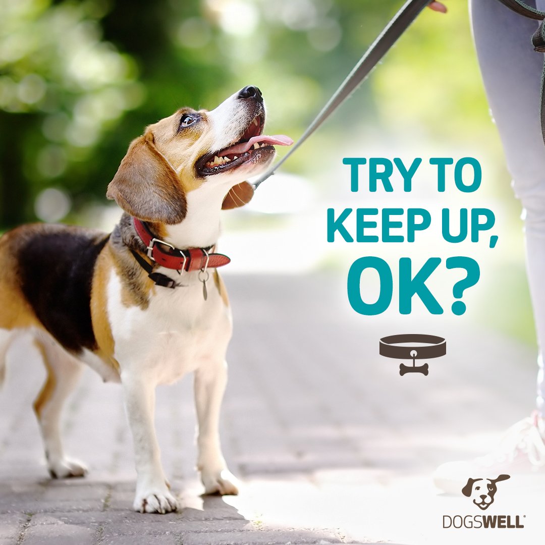 dogswell's tweet photo. Who walks who? https://t.co/Iom1nyOQ6Q