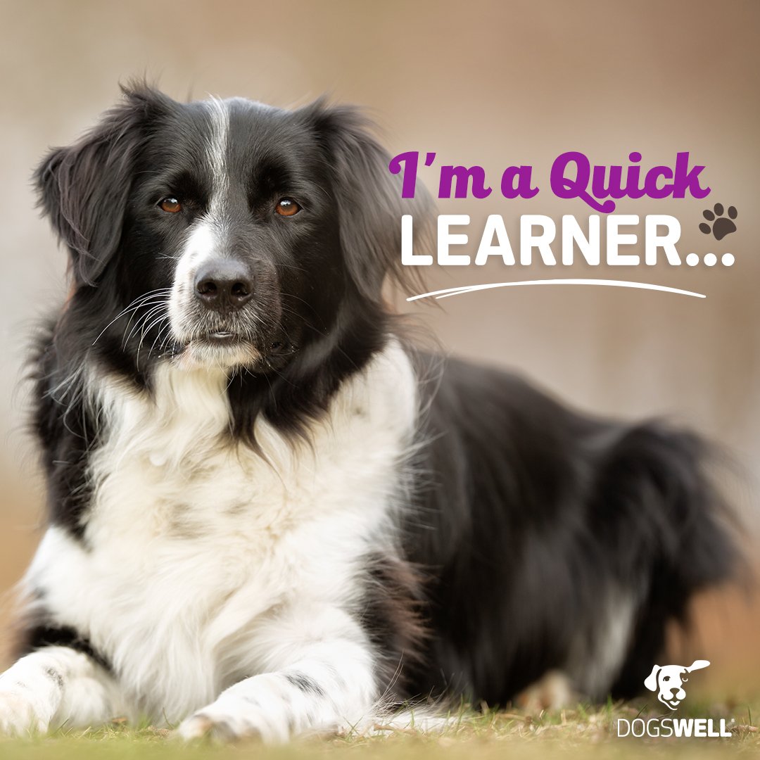 dogswell's tweet photo. Did you know? #BorderCollies are considered brainiacs of the dog world–they're one of the smartest breeds! https://t.co/Q4gn9X2zJw