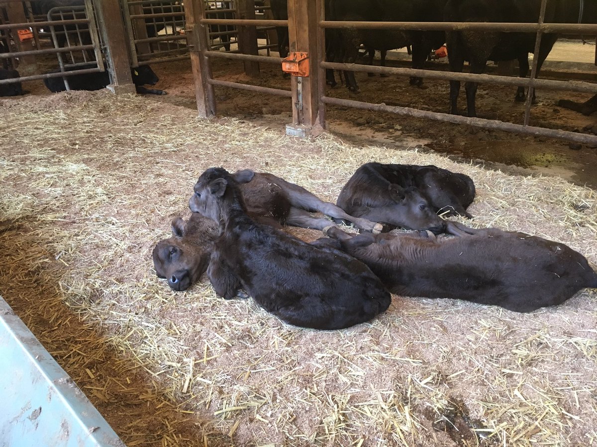 田中あつみ 但馬牛飼い精肉店 田中畜産 Sur Twitter 思わず心配してしまう寝方 真横 それくらいリラックスしてるって事だから良いんだけれど 牛飼いあるある 死んだように寝る子牛 大丈夫生きてます 田中あつみ 但馬牛飼い精肉店 田中畜産 Sur Twitter 思わず心配してしまう寝方 真横 それくらいリラックスしてるって事だから良いんだけれど 牛飼いあるある 死んだように寝る子牛 大丈夫生きてます