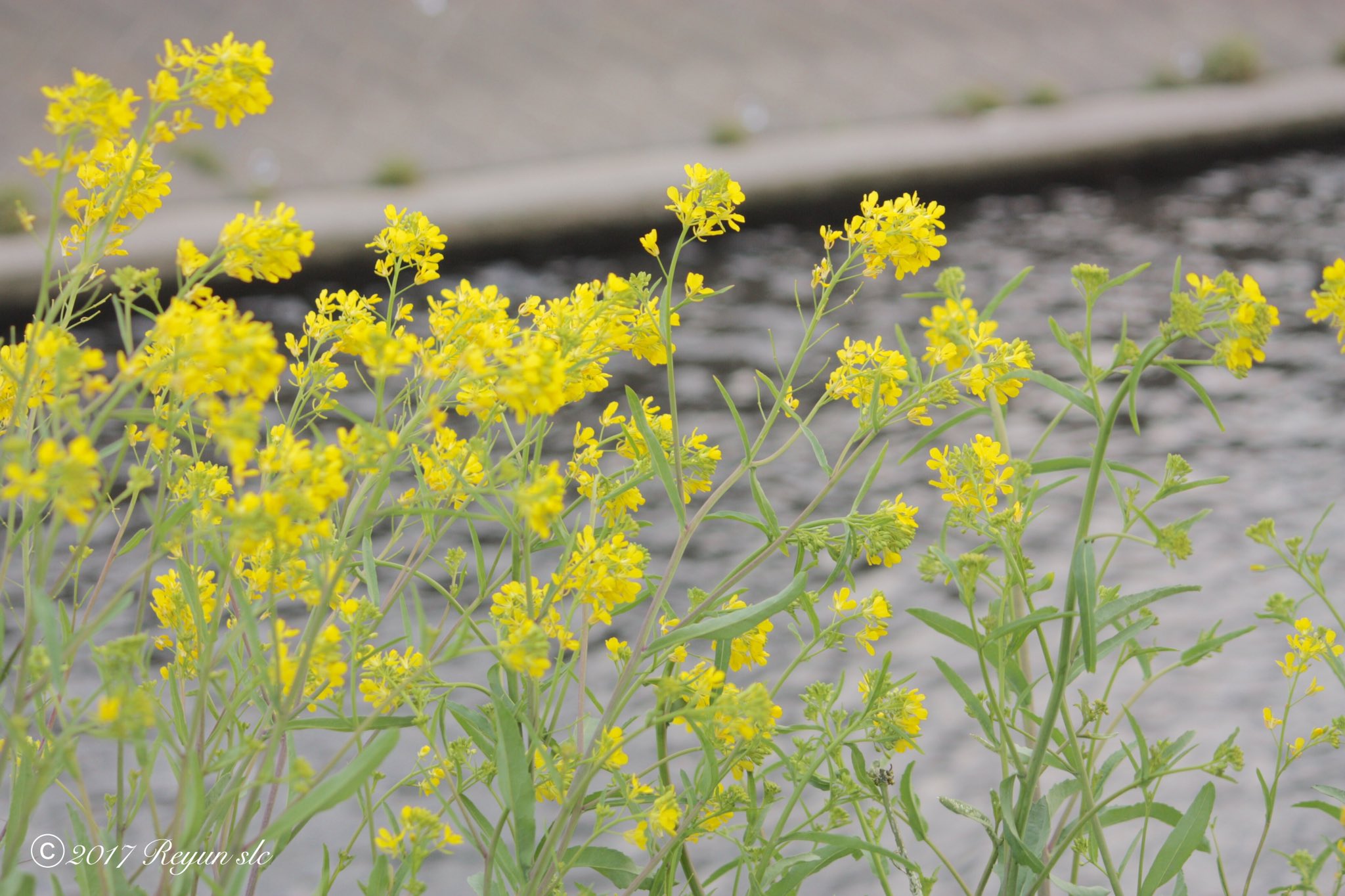 Reyun セイヨウカラシナ 河原沿いに咲いている菜の花に似た花と検索しましたら どうやら セイヨウカラシナ のようです 細い体が風に揺れて可愛らしかったです セイヨウカラシナ からし菜の花言葉は平静 午後からも穏やかに過ごせますように