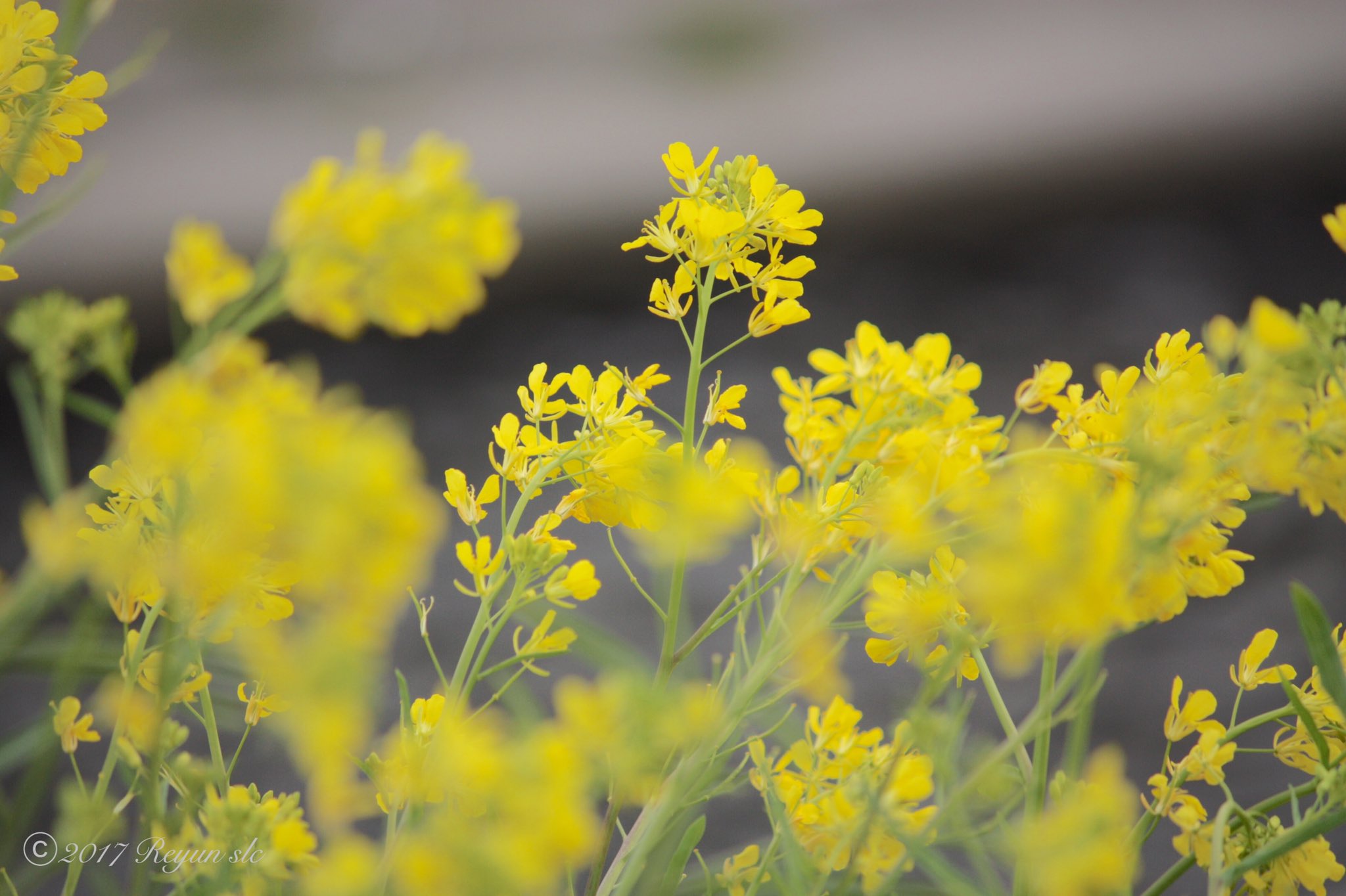 Reyun セイヨウカラシナ 河原沿いに咲いている菜の花に似た花と検索しましたら どうやら セイヨウカラシナ のようです 細い体が風に揺れて可愛らしかったです セイヨウカラシナ からし菜の花言葉は平静 午後からも穏やかに過ごせますように