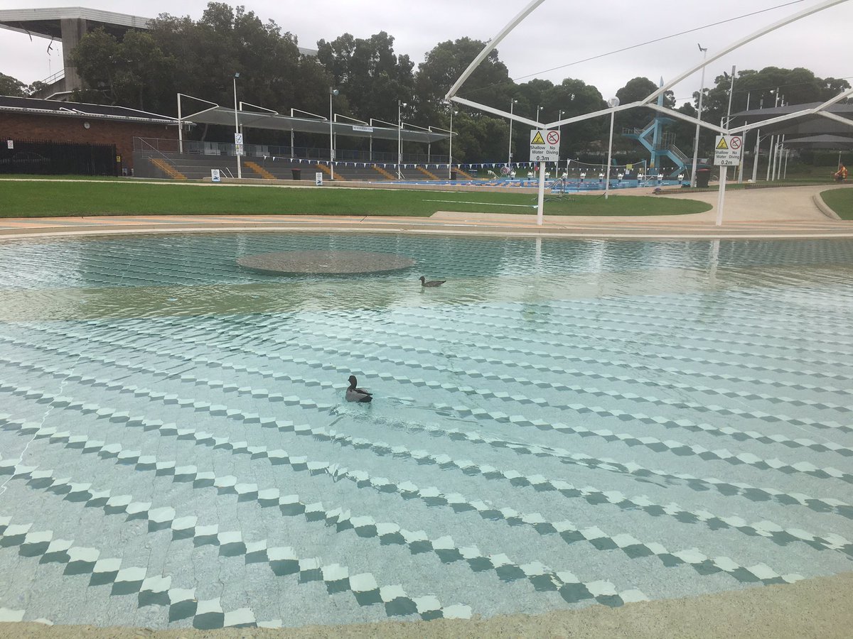 reseyspru's tweet photo. Discovered exquisite #circa1959 tiles in the wading pool on my first & last #swim at #parramattapool #saveparrapool https://t.co/0FrIShexCx