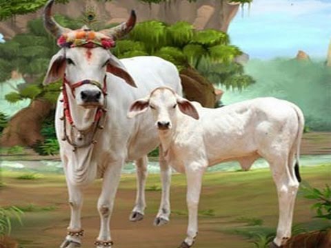 bsk_kolkata's tweet photo. @RishiDarshan @NorthEastToday Native Cow Milk has Elements 2 Protect us from HIV,Asthama, Breast &amp; Skin Cancer etc. #गौरक्षा_सबकी_जिम्मेदारी https://t.co/D6GunHaE99