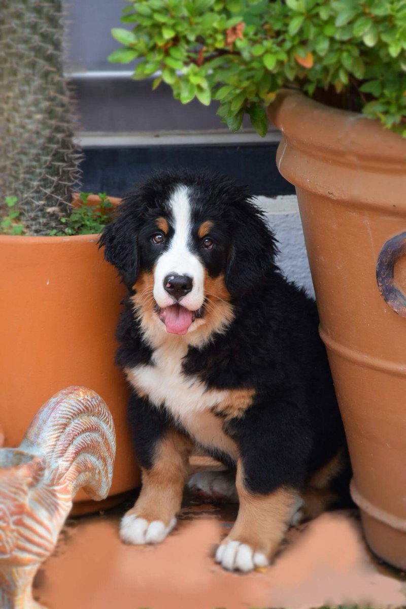 BernesEthel's tweet photo. Allegra hace 8 meses #bernesemountaindog #cachorros #puppy #puppylove #dogsoftwitter #perros #puppies #cute #DogLover #amor https://t.co/Qcnx1vnHhz