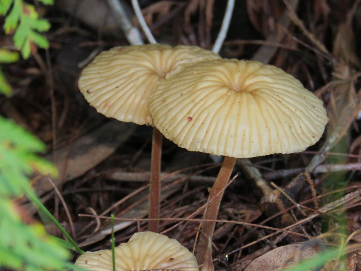 fawnaphlora's tweet photo. More marvellous mushrooms around Kuringai #nature #fungi #kuringai#autumn https://t.co/yTFUoncyP9