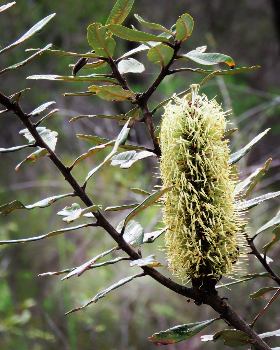 fawnaphlora's tweet photo. Bounty of Banksias beautify the bush #banksia #flowers #nature #australia #nsw #autumn https://t.co/DGdjyNxrI4