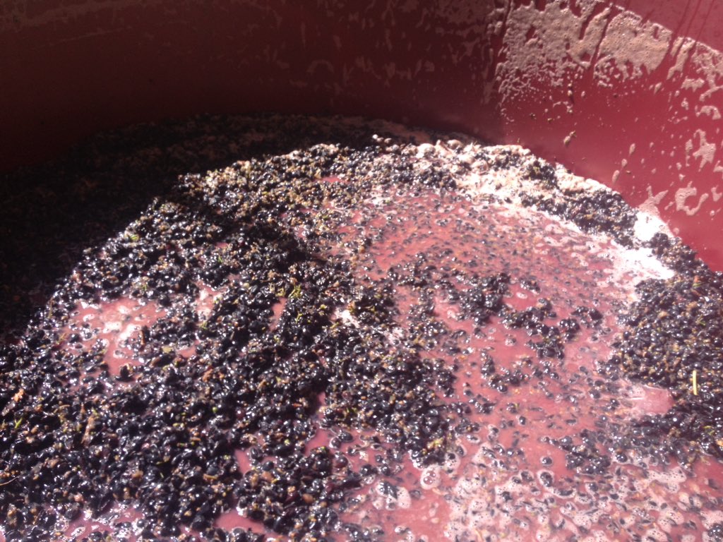 barkingant's tweet photo. Let the ferment begin #V2017 #barossashiraz #tafesa #barossa #shiraz #diplomafoodandwine #vinevale #winemaking https://t.co/O3XmmXnVjR