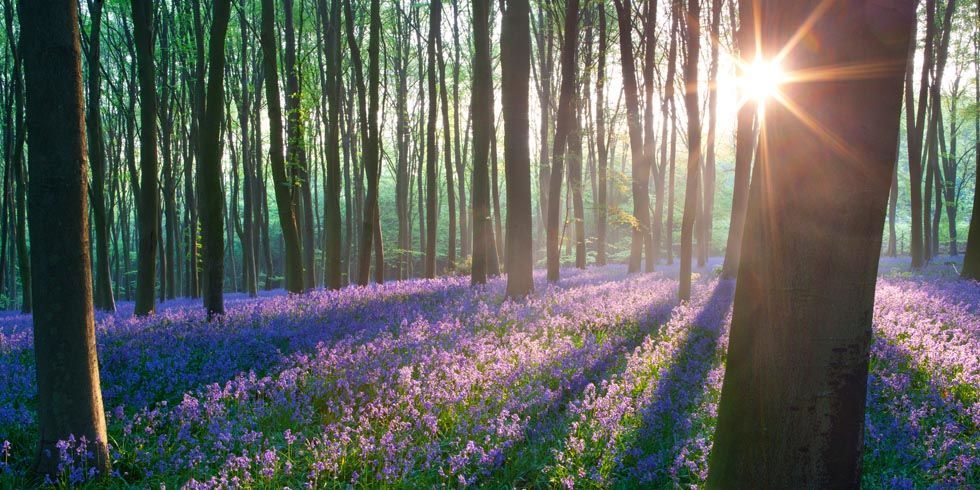 countrylivinguk's tweet photo. This bluebell forest looks like it's straight out of a fairy tale https://t.co/542O9sL4Ou https://t.co/xjzOs4JWtU