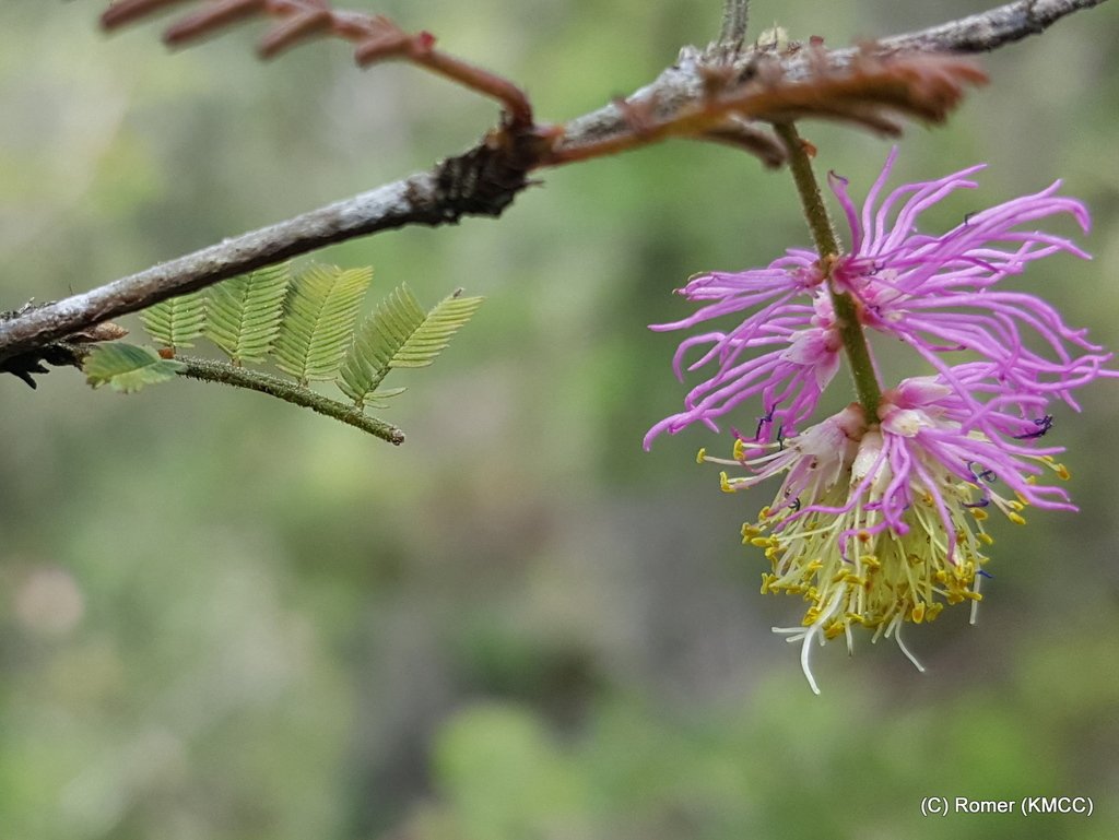 ROMER_RABARY's tweet photo. Dichrostachys tenuifolia, Endemic to Madagascar and mainly observed around #Analamazaotra, #Bemaraha, #Ivohibe, #Zahamena @TeamKMCC https://t.co/gyc3D5Q5d7