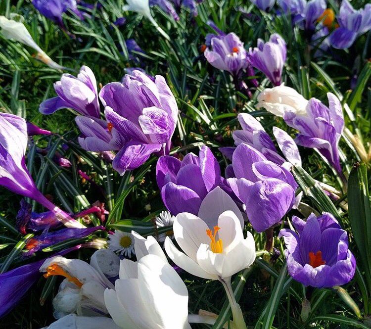 Happy #MothersDay from St Andrews 🌸 by IG/ironicadler
