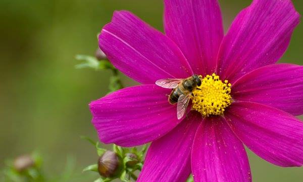 BugdayDernegi's tweet photo. Arıları öldüren pestisitler Avrupa'da yasaklanıyor! #ArılarıYaşatalım #liveandletbee https://t.co/sIikBhusYc https://t.co/E80gwET9wt