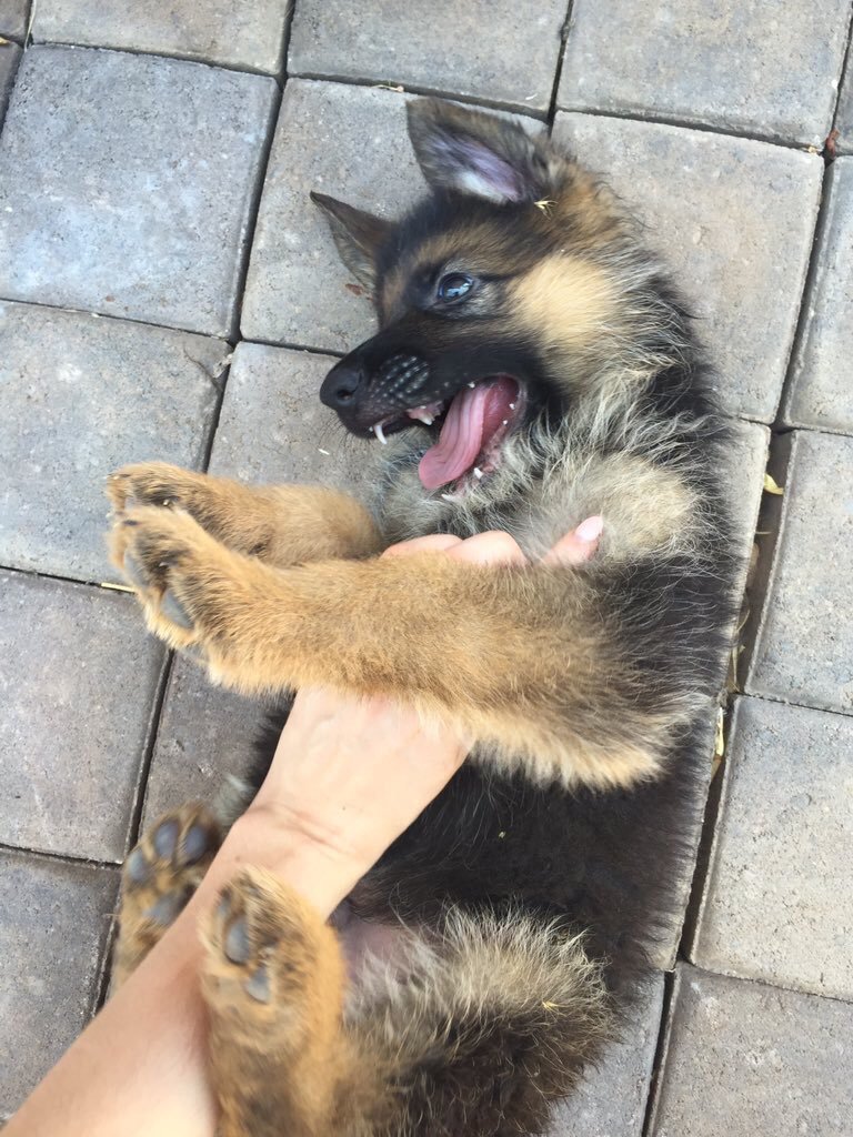 German Shepherds tweet media