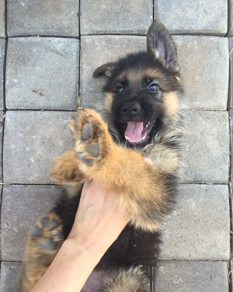 German Shepherds tweet media