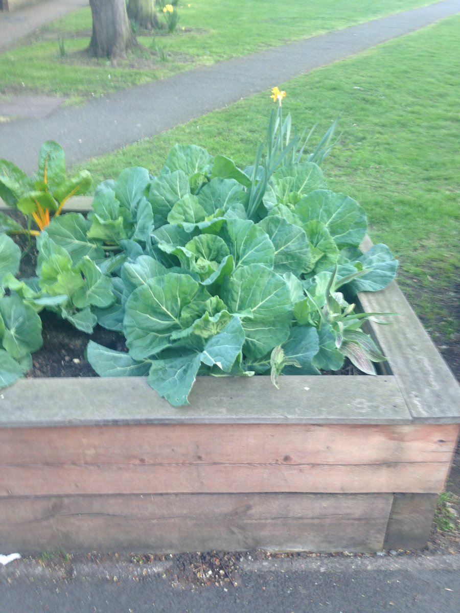 daviddandridge1's tweet photo. Impressive #spring cabbage in the street beds @CMGrowing #community # Food #EdibleLiving https://t.co/y9JHUTwqNz