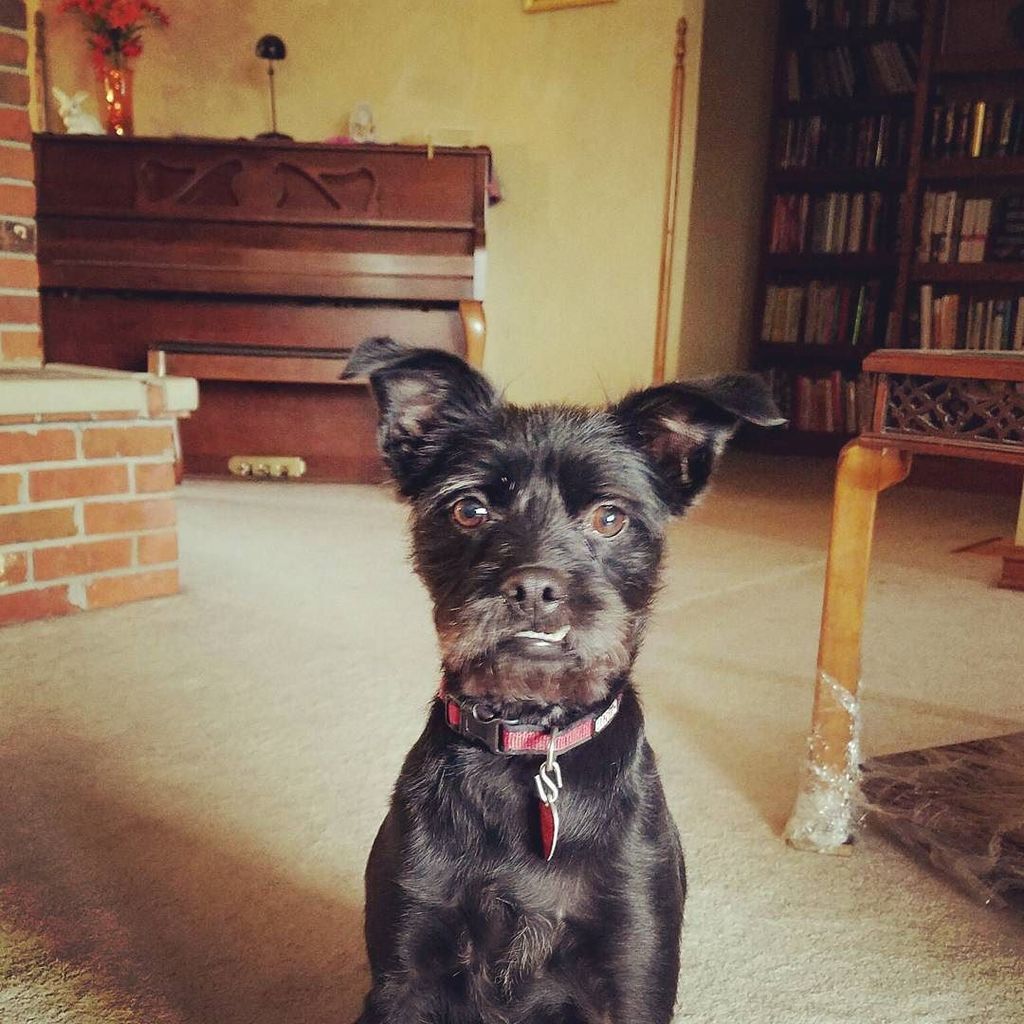 thealexburkart's tweet photo. My first choice was Waffles, but they decided to name him Shadow instead. #posinglikeaboss https://t.co/WLcuEr0bA0