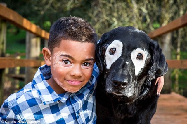 benwonx's tweet photo. Carter เด็กชาย 8 ขวบชาวอเมริกันได้เจอ Rowdy หมาเซเล็บที่เป็นโรคด่างขาว (Vitiligo) เหมือนกันเป็นครั้งแรก หลังมีผู้ใจดีออกค่าตั๋วเครื่องบินให้ https://t.co/zb6vPA4Nbj