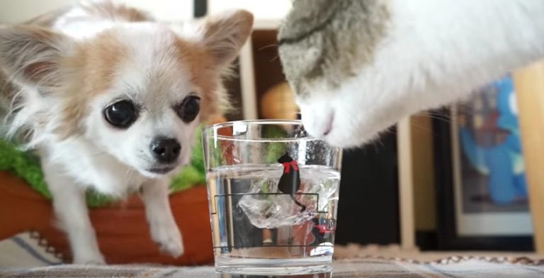 coco__pet's tweet photo. 【氷に怖がるワンちゃんに氷水をオススメするネコ】
 
https://t.co/cdpdPJyJgK氷に怖がるワンちゃんに氷水をすすめるネコちゃ

#犬
#猫好きさんと繋がりたい 
#チワワ
#ネコ https://t.co/HTjpn8uOBj