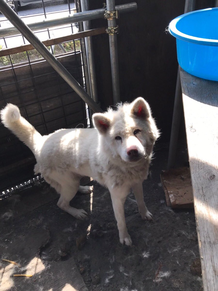 雅 End殺処分japan 拡散希望 緊急 里親募集 秋田犬 千葉県 ネグレクト犬 タイヤ屋 10歳位の母犬 白ちゃん 雨風吹きさらしの掃除も行き届かない お散歩すらして貰えません 人慣れしています シャンプーして目やにが取れたら見違える程の美しい