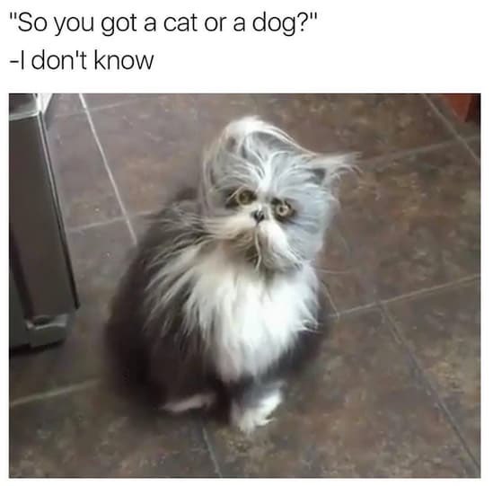 izzogleahcim's tweet photo. Is this what your dog looks like?@drewdurnil https://t.co/lybK0gL6pG