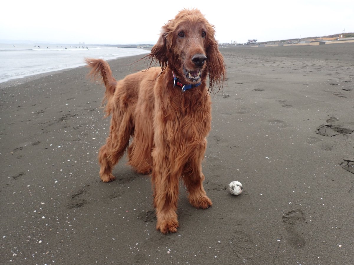 Surfing_Dog's tweet photo. 冷たい雨の鵠沼海岸
波は小波コンディションです。Pinoとビーチクリーン♪
#サーフィン犬 #sup犬 #supdog #surfingdog #dogsurf
#サーフドッグ #サーファ���犬
#波乗り犬 #犬とサーフィン #犬と海
#鵠沼海岸 #片瀬西浜 https://t.co/b2iYB9wsML