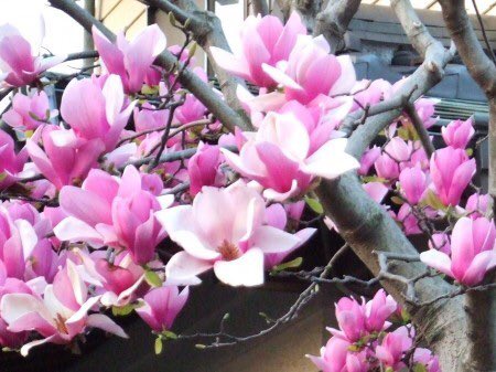 トップ100木蓮 ピンク すべての美しい花の画像