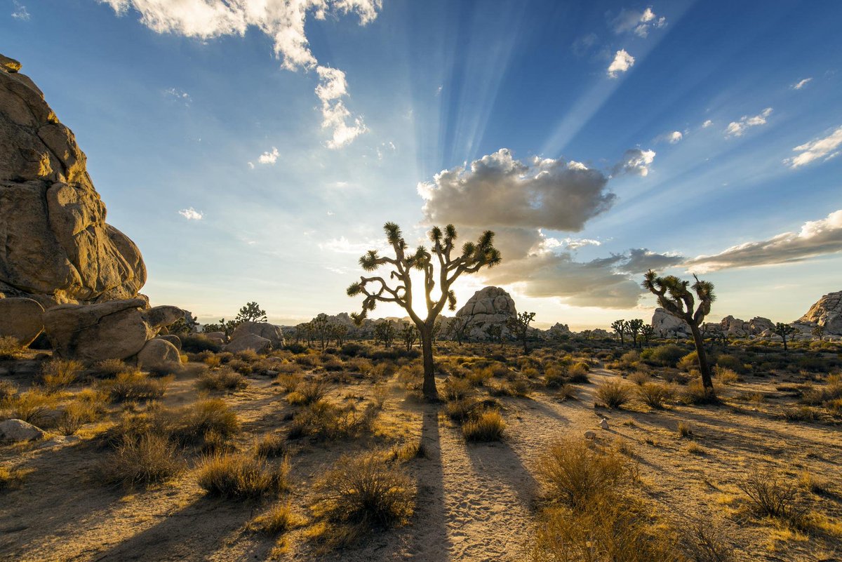 shutterangle180's tweet photo. Lots of perks for all supporters! https://t.co/gCO4BqSlef #SupportIndieFilm #documentary #joshuatree #joshuatreetour2017 #DesignatedPlace https://t.co/eQUg6KoAsY