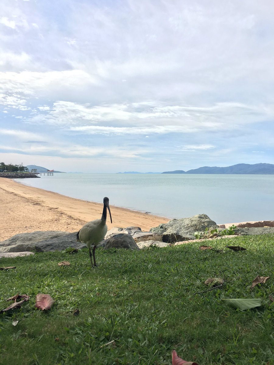Brilliant sunny Sunday, calm flat ocean. Certainly not looking like #CycloneDebbie out there yet. Even the local birds don't seem worried.