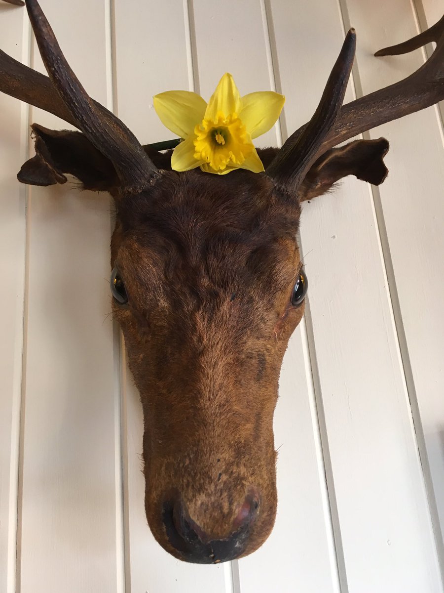BucksHeadShrews's tweet photo. HAPPY MOTHERS DAY! @BucksHeadShrews #Frankwell #Shrewsbury getting ready with #daffodils &amp; ready for a busy day! 🌼 🙂 https://t.co/e07XZJ2fud
