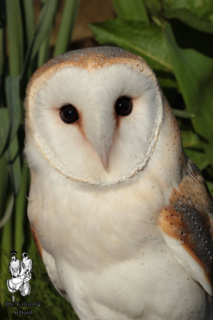 FalconrySchool's tweet photo. John's Barn Owl "Cloud" looking beautiful amongst the daffodils. #beautiful #owl #birdofprey #barnowl #cloud https://t.co/voIvTCNrdT