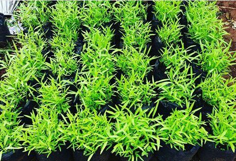 Uusruhendi2's tweet photo. Ready bibit tanaman pangan horti ,cengkeh,pala,manggis dll ada di HIDATA @info_purwakarta @kuKayoe @jongpwk @DiskominfoPWK @distanhutbun https://t.co/zPpVwzwl8G