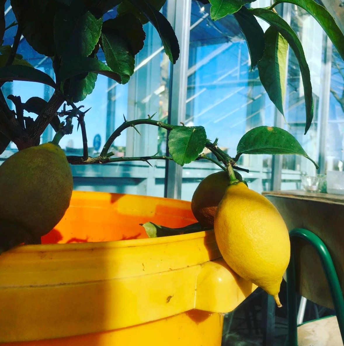 Zomertijd=limoncellotijd! Over twee weken hebben we hem weer: Onze eigen homemade #limoncello ! #uiteigentuin #terherne #friesland #zomer