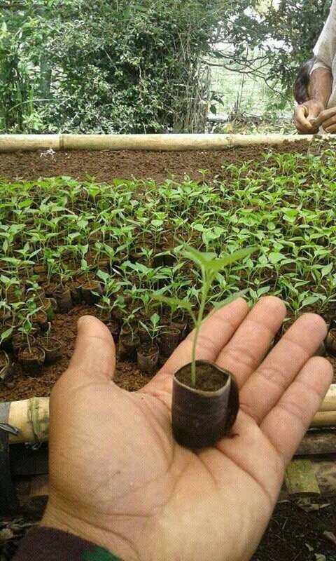 Uusruhendi2's tweet photo. Ready bibit tanaman pangan horti ,cengkeh,pala,manggis dll ada di HIDATA @info_purwakarta @kuKayoe @jongpwk @DiskominfoPWK @distanhutbun https://t.co/zPpVwzwl8G