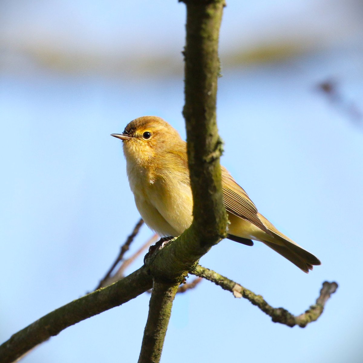 thebluebirder's tweet photo. One of 17 singing #Chiffchaffs I counted at #BrettonCP this morning. https://t.co/nXWYhNw86P