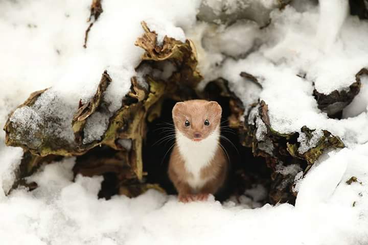 gracefieldarts's tweet photo. Pop along TODAY to @gracefieldarts #EdinburghRd. We are open until 3pm as part of @WildFilmScot @DGWGO @DandGonline @MatthewShelley https://t.co/XV93lNzCzh