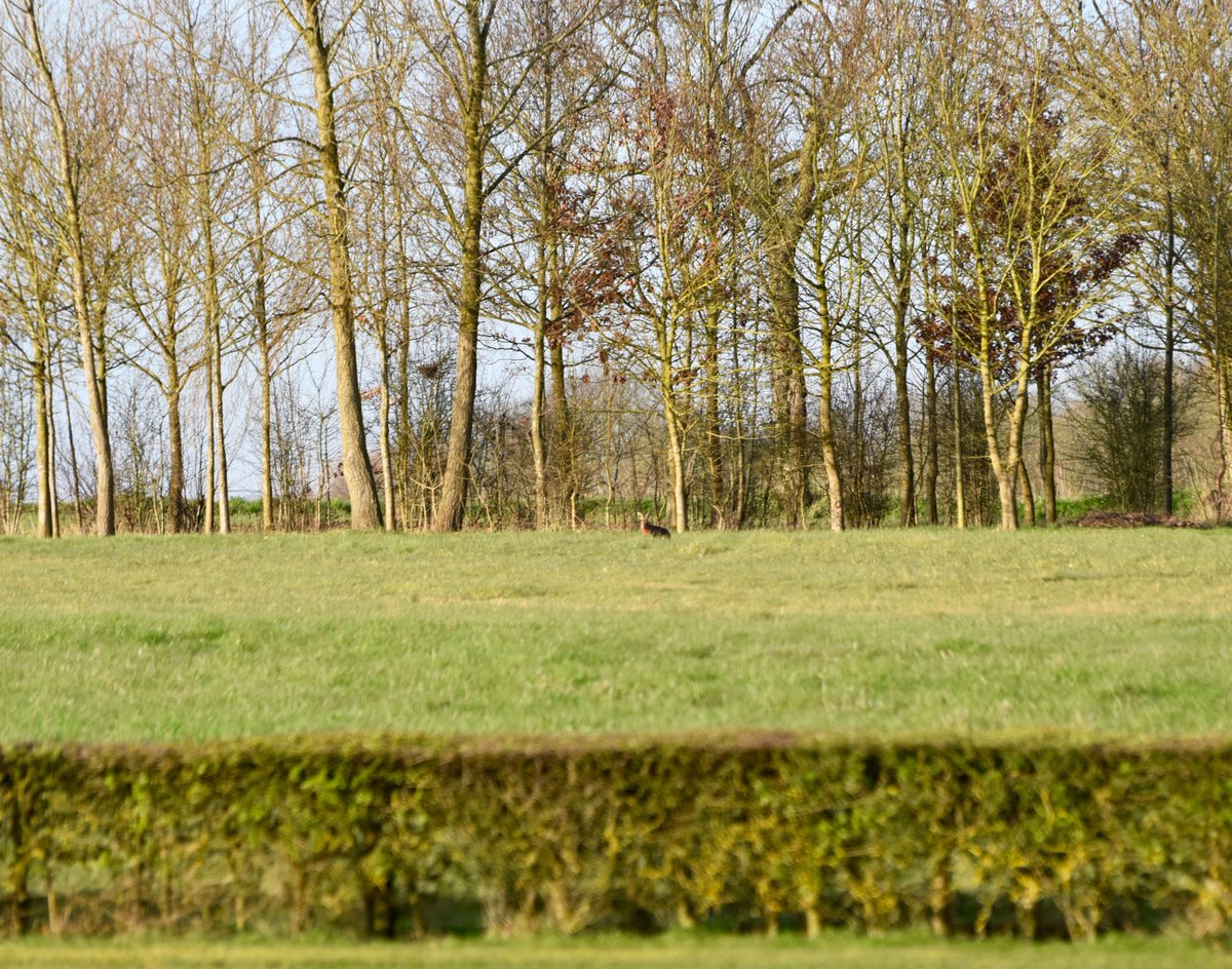 countrymousie's tweet photo. Having watched #F1 I now have my own hares lapping the lawn @HPT_Official #grandstandview @wildlife_uk #suffolk #hareways https://t.co/FFqyCdoVqj