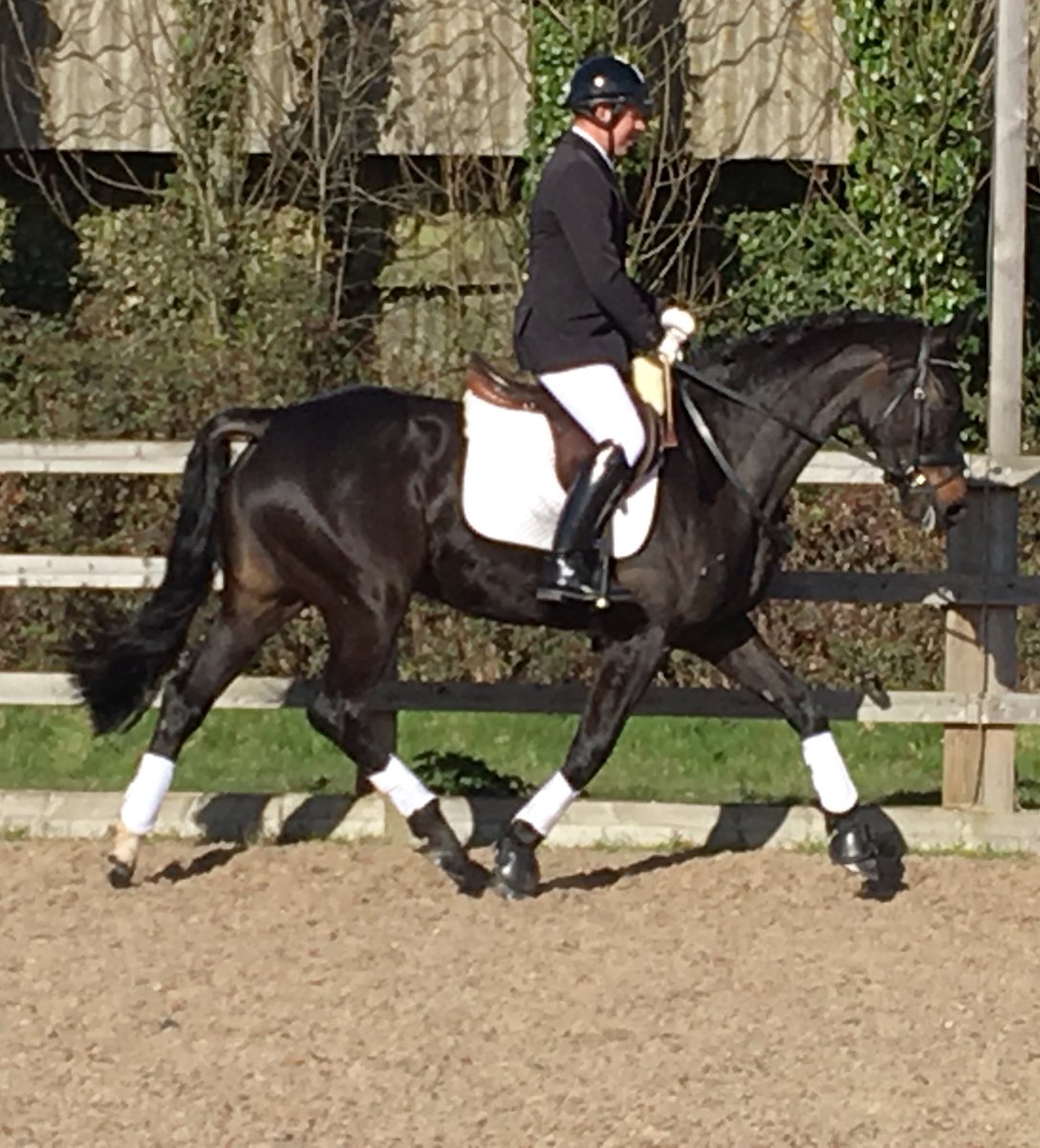 MButlerDressage's tweet photo. #Dressage #4yoclass #firstparty #babypony Luna was super at her first competition! Thanks @emmathomas25 #turnoutqueen https://t.co/Rcg5ByBv6e