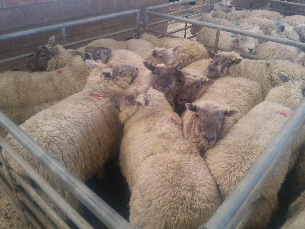 RoussinSheepUK (@RoussinSheepUK) | Twitter