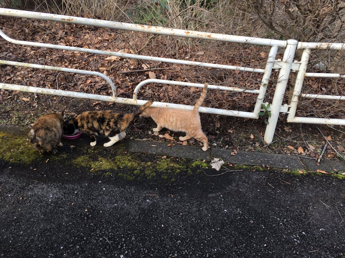 hachinekocafe1's tweet photo. 八王子市館町にある拓殖大学国際キャンパス内に飼主のいない猫が多数います。毎年仔猫が産まれては死んでいくのを繰り返しているそうです。大学側に避妊去勢手術のご協力をお願いしたら「大学の猫ではないので」とのお返事です。学校内のことに詳しいご協力者様を募っています。 https://t.co/0CrlDufQd5