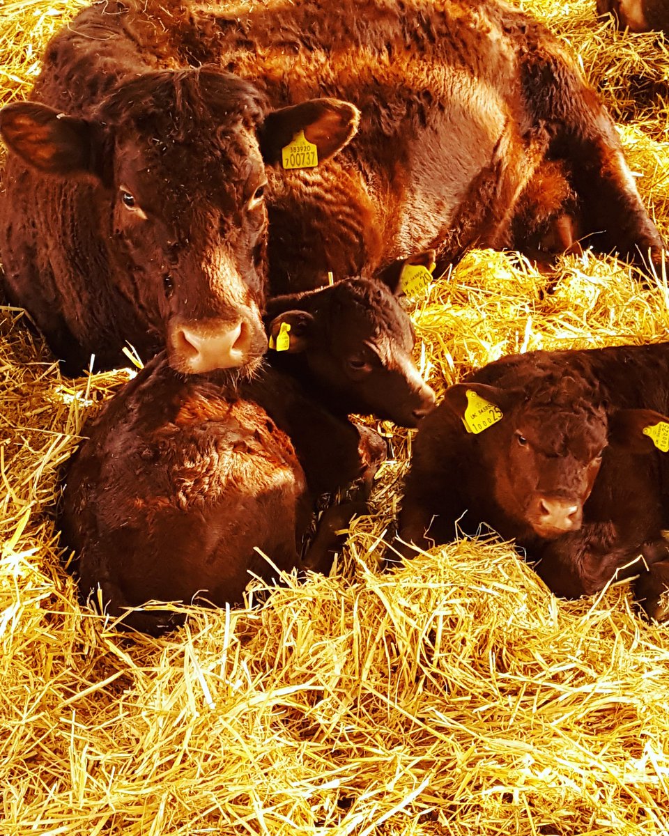 Happy #mothersday enjoy a lie in with #britishsummertime #somersetlevels