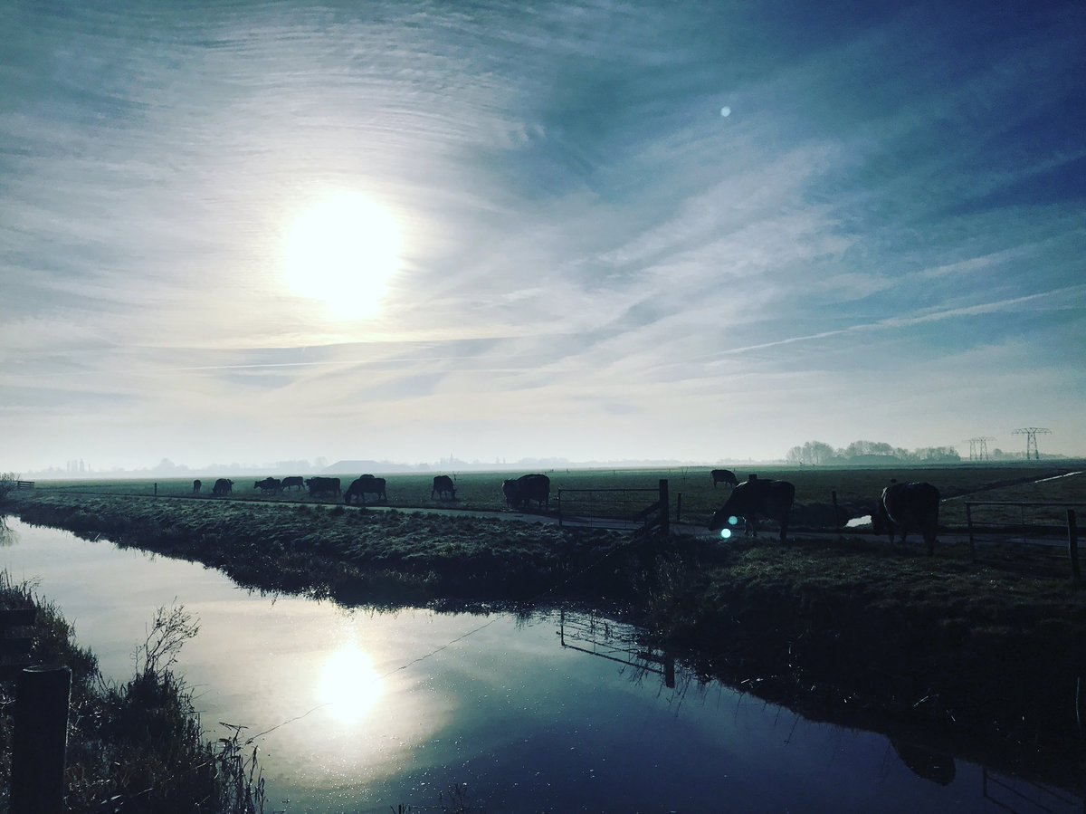 Ochtend@stond heeft goud in de mond, voor mijn koeien al helemaal!