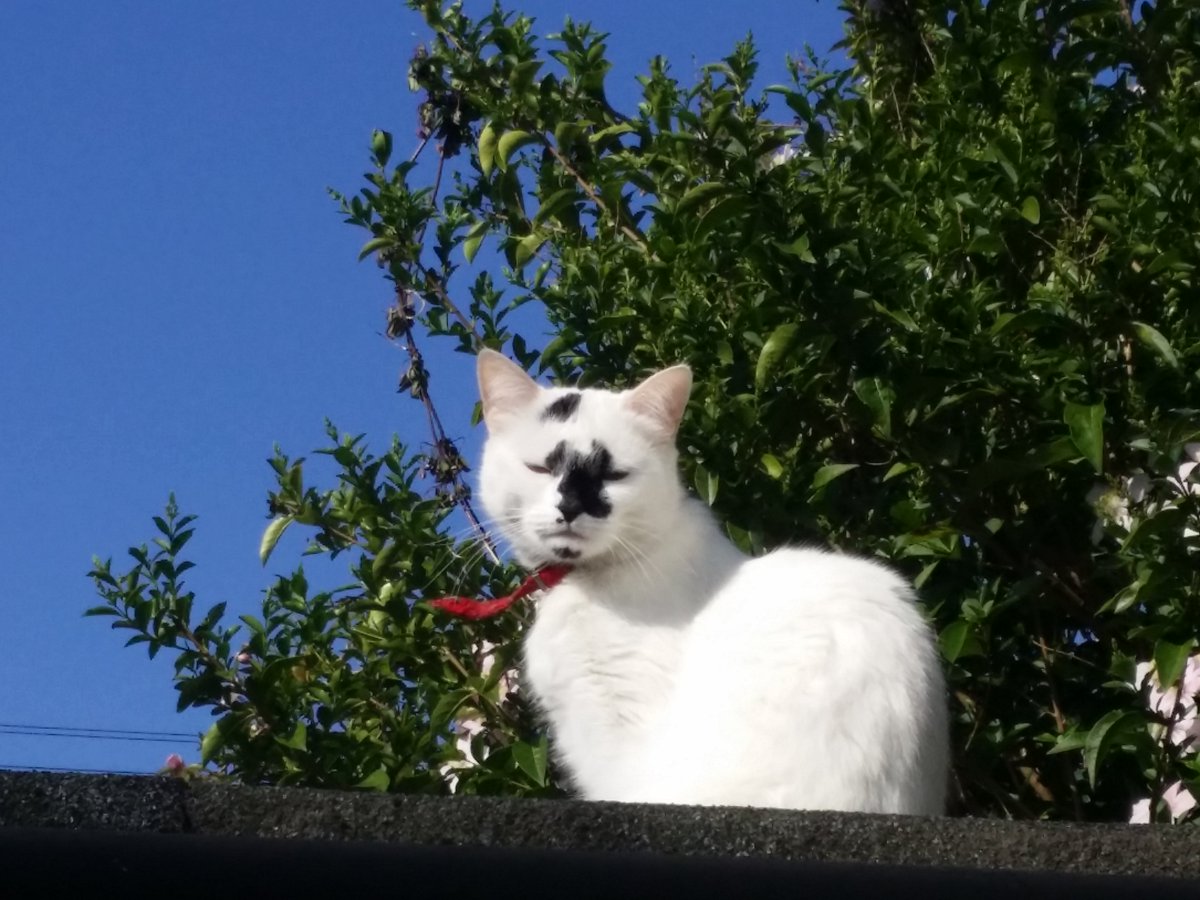 Beautiful day for cats in #Henley. Happy cats = healthy cats vetinhenley.com